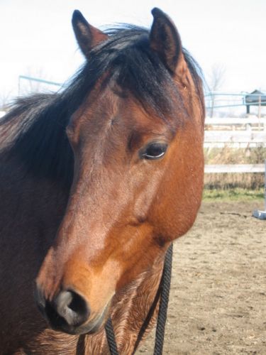 Un beau portrait de mon poney