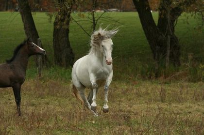 pirouette au galop en liberté d'almendra la jument de JF