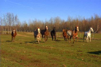 les chevaux du ranch qui galope !!:D MA SACHA EST A GAUCHE !!...