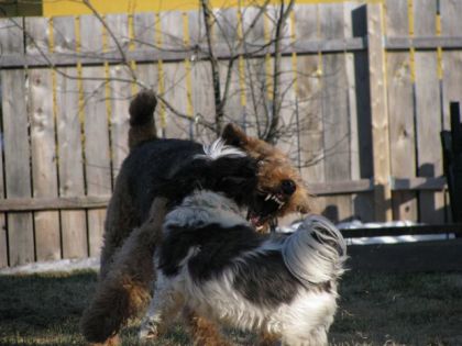 mes deux chiens  : Lily et maya en train de jouer :-)