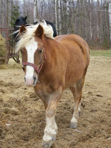 Sirocco, poney à lulu