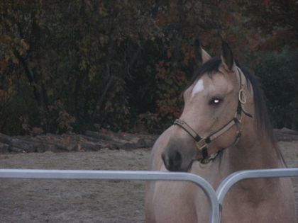 Dually, une belle petite qh de 4 ans :) elle est vraiment fine...