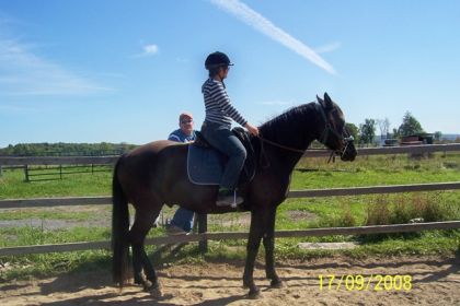 gandalphe !!! percheron xrb au debourrage 4 ans