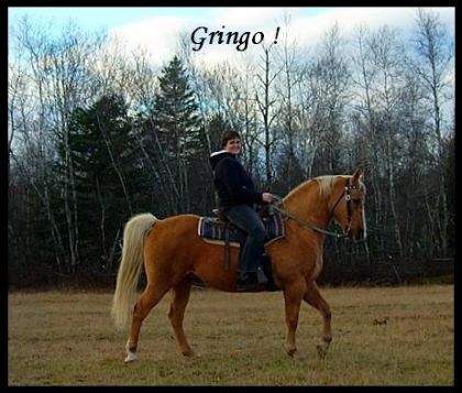 Voici Lady (du forum) avec Gringo le cheval à Cowboy (du forum)....