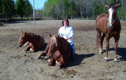 2 chevaux couchés