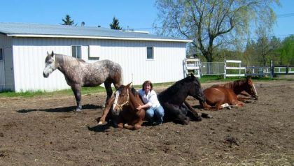 3 chevaux couchés