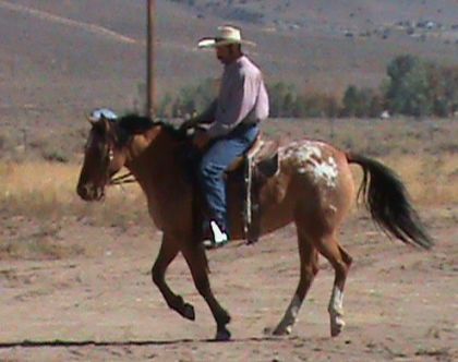 Curly-Appaloosa