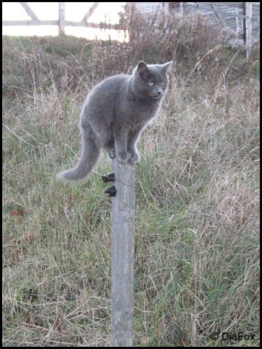 ca doit etre ca Jouer à chat perché