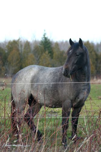 Automne 2008