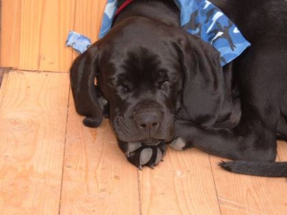 mon toutou quan il été bb.. il est trop chouxxx