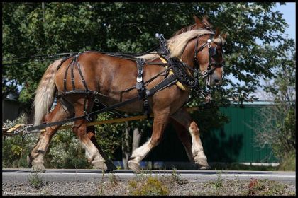Attelage simple ou attelage double?? Combien voyez vous de...