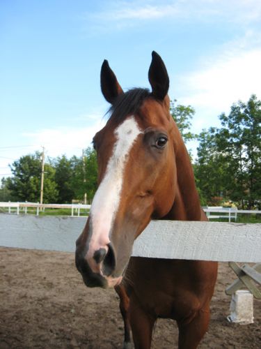Ma grosse face de pet