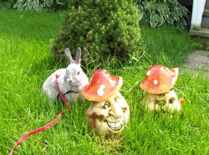 Ma lapine Splash se prend pour un nain de jardin !