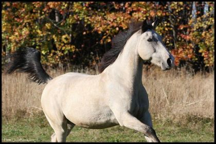 Charlie, magnifique poney Buskin qui s'évade dans les couleurs...