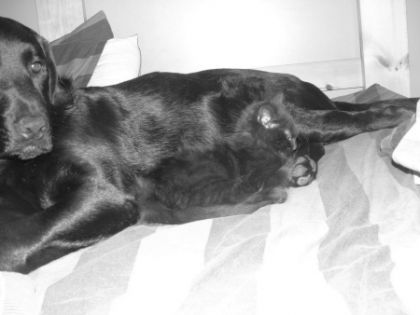 Mon chien avec mon ti chat...Y sont trop cute...!