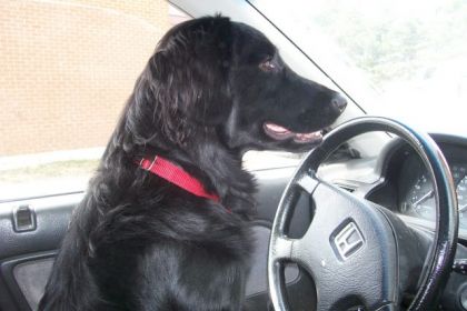Y pense qui va conduire lui la Lol