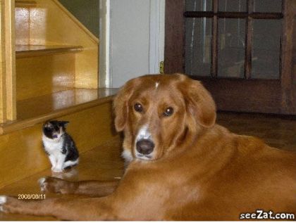 Mon chien et mon chaton de 4mois