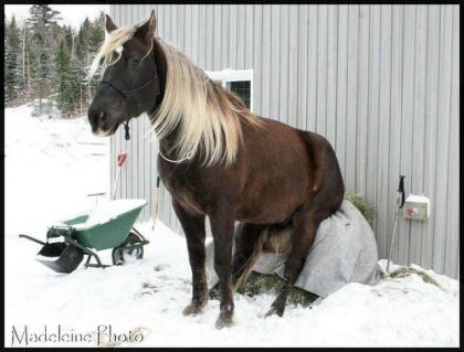 Nirvana qui se repose un peu. C'est pas facile la vie de cheval...