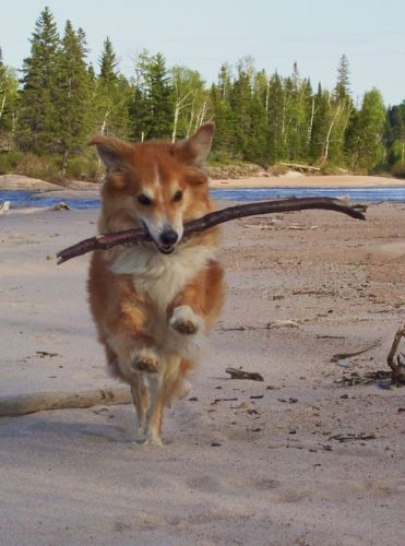 Mon chien cet été.  Testez votre habilité, selon vous, quel âge...