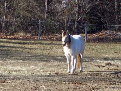 Butterscotch , ma new jument ! ♥