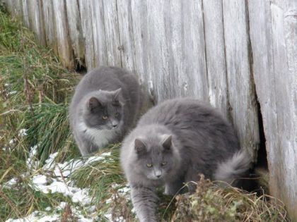 Les deux matous de l'écurie...deux belle boule de poil grise!