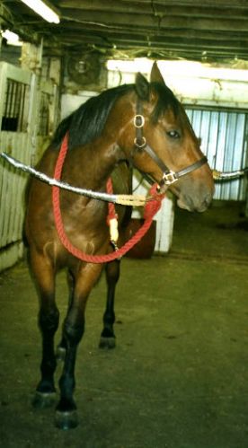 Ben voila une photo de mon ancien cheval Mars Ultor, c'était un...