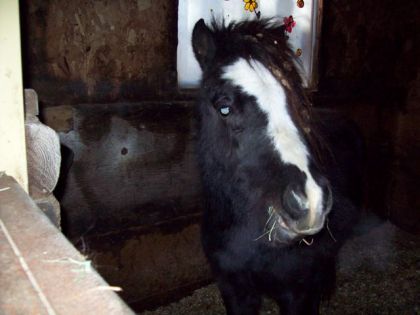 Mon Super Poniee !!! XD Oreo