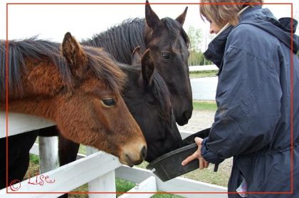 Diane 52 entrain de nourrir son cheval, je ne suis pas certaine...