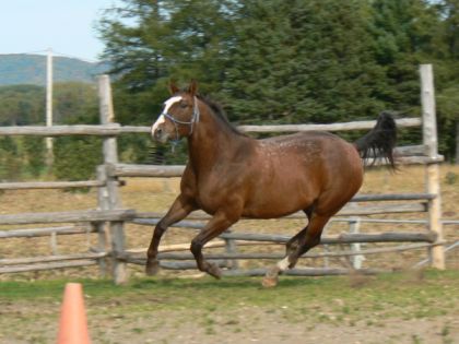 sky au galop....