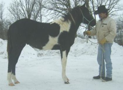 eclipse mon poulain PH 2 ans