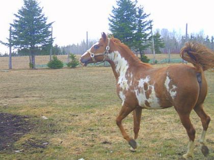 Keto le magnifique