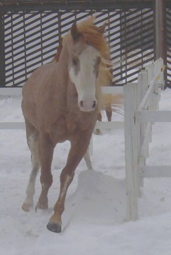 Divah- jument PH red roan ovéro :)