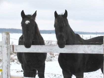 Tag & Sunny au bord de la barri&egrave;re