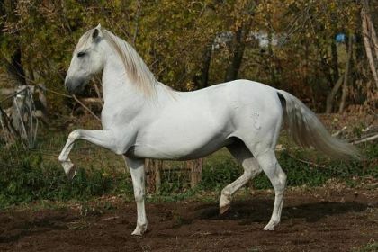 photo par equimagie El nubé maintenant ( wow quel changement hein??)