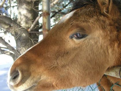 Portrait de la tête d'un jeune cheval