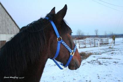 Uriel; d&eacute;cembre 2008
