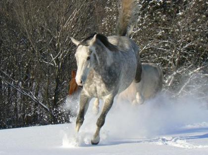 Mon gros et sa premiere neige cet année! YaaaaaaOuuuuuuu!!