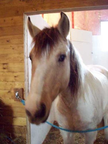 Ma jument Butterscotch . un petit repos avant le cour ! XD