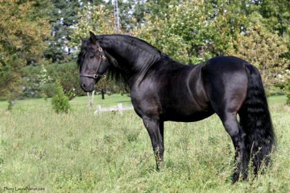 Voila une photo morpho de M. Hansel, ce beau frison :)