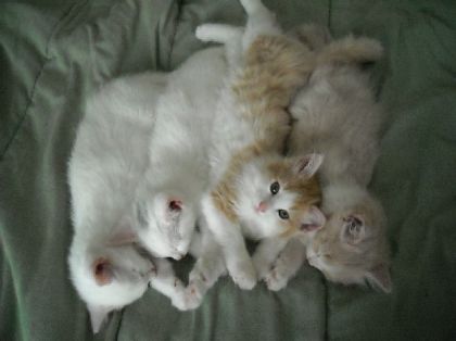 Mes chatons cordés comme une rangée de saucisse, les 2 de...