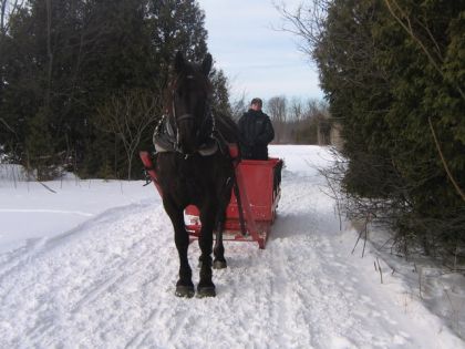 photo par cheyenne89 La première trail de mon cheval avec la sleigh cela fait déjà 2...
