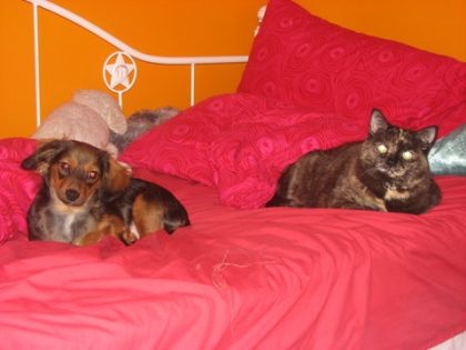Mon chien, Moka et ma chatte, Caprice :)