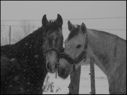 Diégo & Pandora pendant la tempête