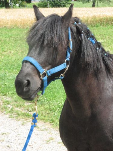 Vagabond poney Connemara&new forest,  Un angee !