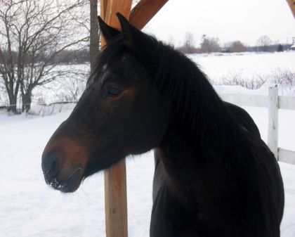 Polo aujourd'hui 23 decembre, il s'amuse bien dans la neige ce...