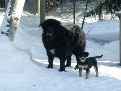 Ma petite Zoé 3 mois(bouvier bernois/golden) avec Blacky  5...
