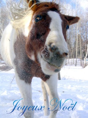 Eternal Camiel ( camille) vous souhaite joyeux noel