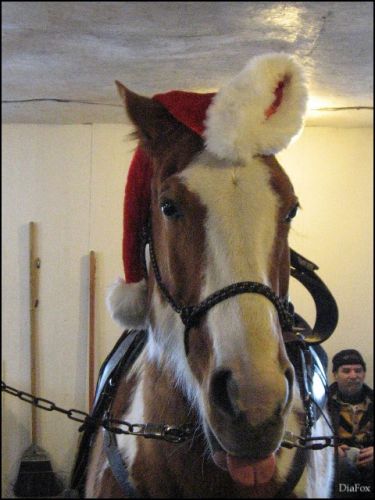 Queena qui nous fait une belle Grimace de Noel...