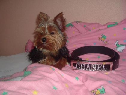 Petit chien dans un lit