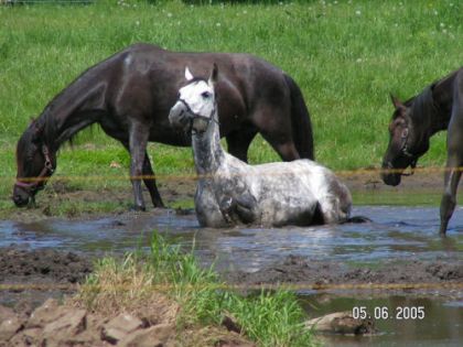 Chevaux qui se roulent dans l'eau et de la boue